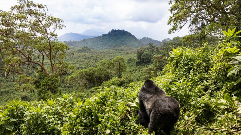 volcano-park-rwanda