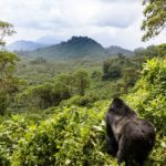 Top 4 Interesting Reasons Why You Should Visit Rwanda